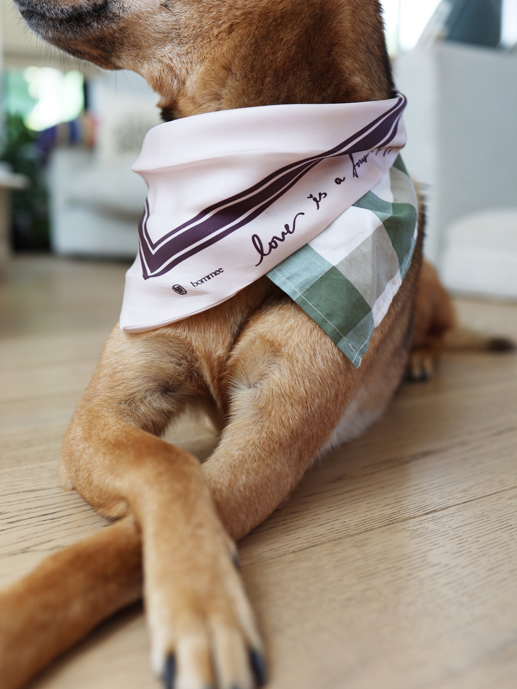 *EXCLUSIVE* LANG x Bommee Silk Pet Bandana