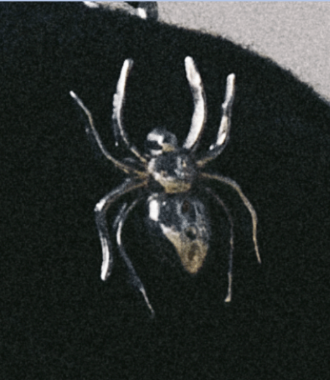 Spider Pin