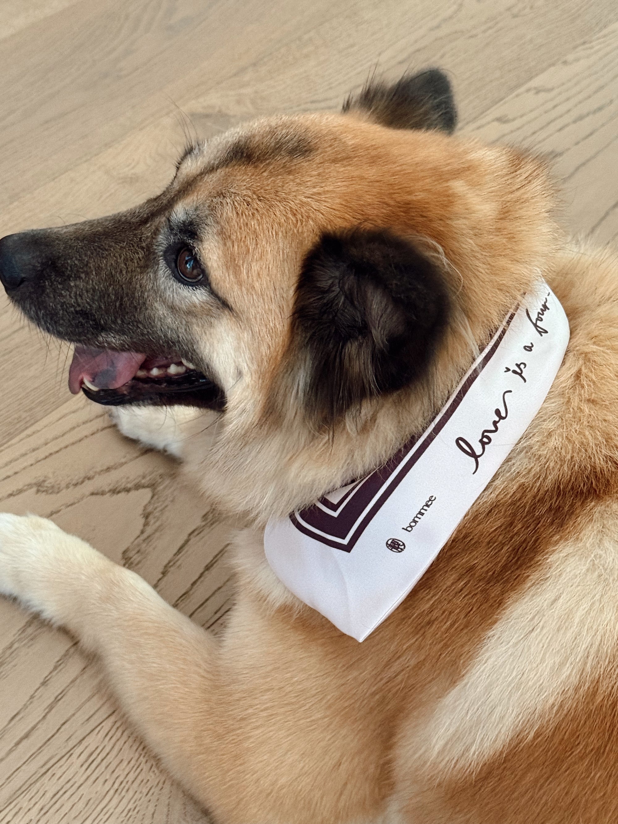 *EXCLUSIVE* LANG x Bommee Silk Pet Bandana
