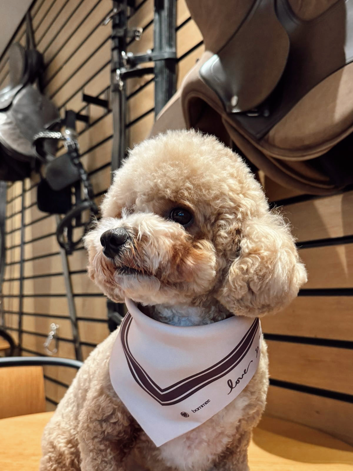 *EXCLUSIVE* LANG x Bommee Silk Pet Bandana